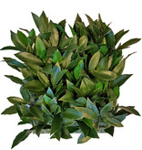 Laurier (Laurus) haagelement, 25 x 25cm, 193 blad, 2 tone groen, UV bestendig - ACTIE