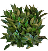 Lorbeerblatt-Heckenelement (Laurus), 25 x 25cm, 193 Blätter, 2 Grüntöne, UV sicher, Sonderpreis