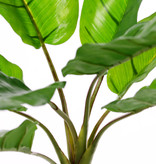 Bananenpflanze (Musa) mit 8 Blättern, 2sm/2me/4lg, (PE soft plastic), UV-sicher, 55cm