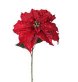 Poinsetia (Flor de Navidad, flor de nochebuena) 'De luxe', Ø 30cm & 2 hojas, 77cm