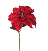 Poinsettia (Christmas Flower) 'De luxe', Ø 30cm & 2 lvs., 77cm