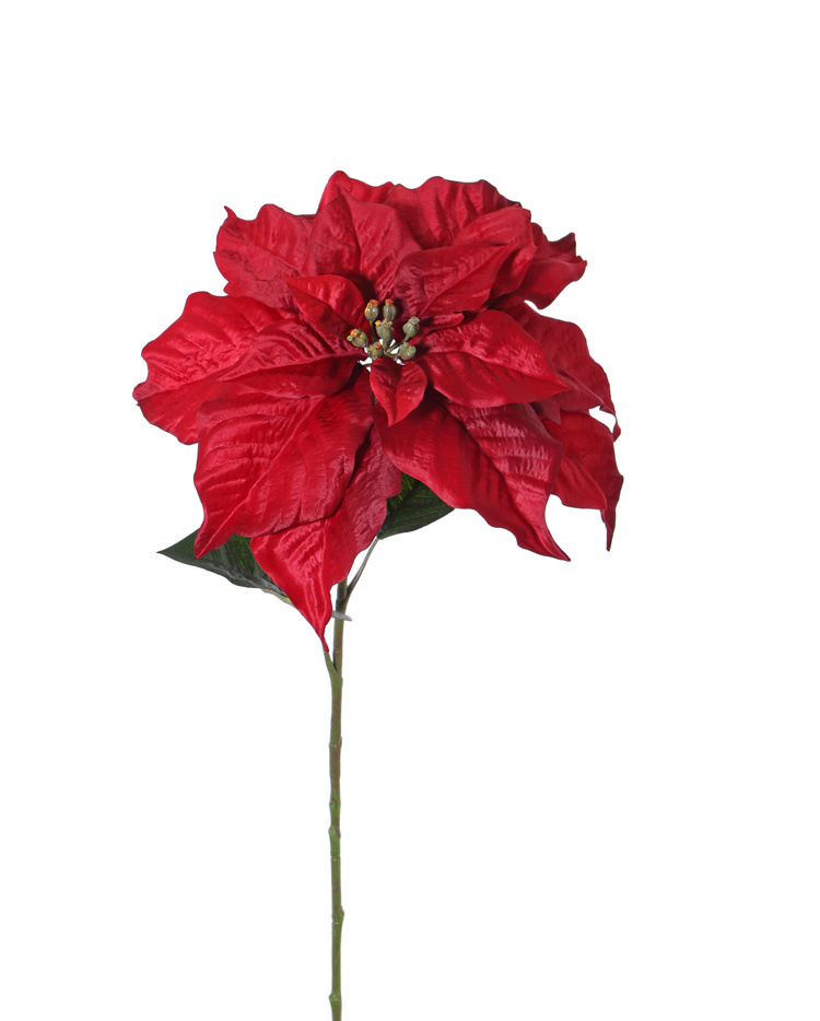 Poinsetia (Flor de Navidad, flor de nochebuena) 'De luxe', Ø 30cm & 2 hojas, 77cm