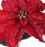 Poinsettie, Weihnachtsstern, Christstern, mit 2 Blättern, grüner Stengel, Ø 33cm), 76 cm