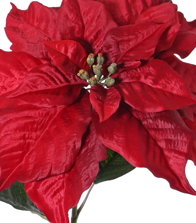 Poinsetia (Flor de Navidad, flor de nochebuena) 'De luxe', Ø 30cm & 2 hojas, 77cm