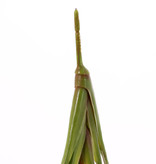 Bananenplant (Musa) 8 blad, 2sm/2me/4lg, (PE soft plastic), UVsafe, 55cm