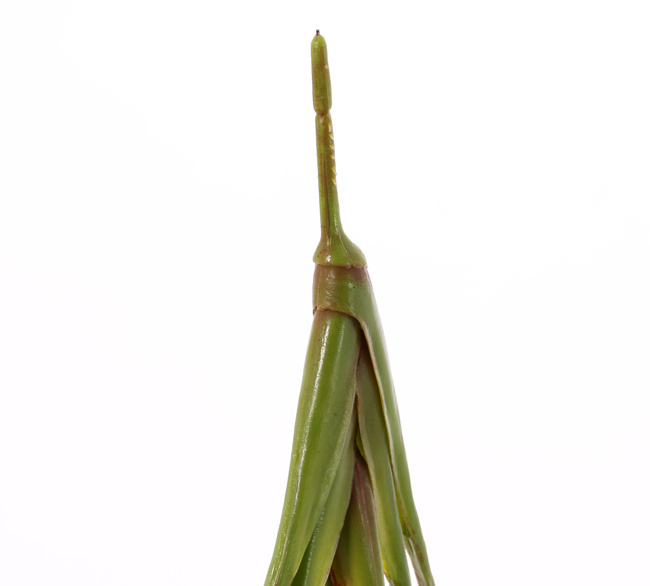 Bananenplant (Musa) 8 blad, 2sm/2me/4lg, (PE soft plastic), UVsafe, 55cm