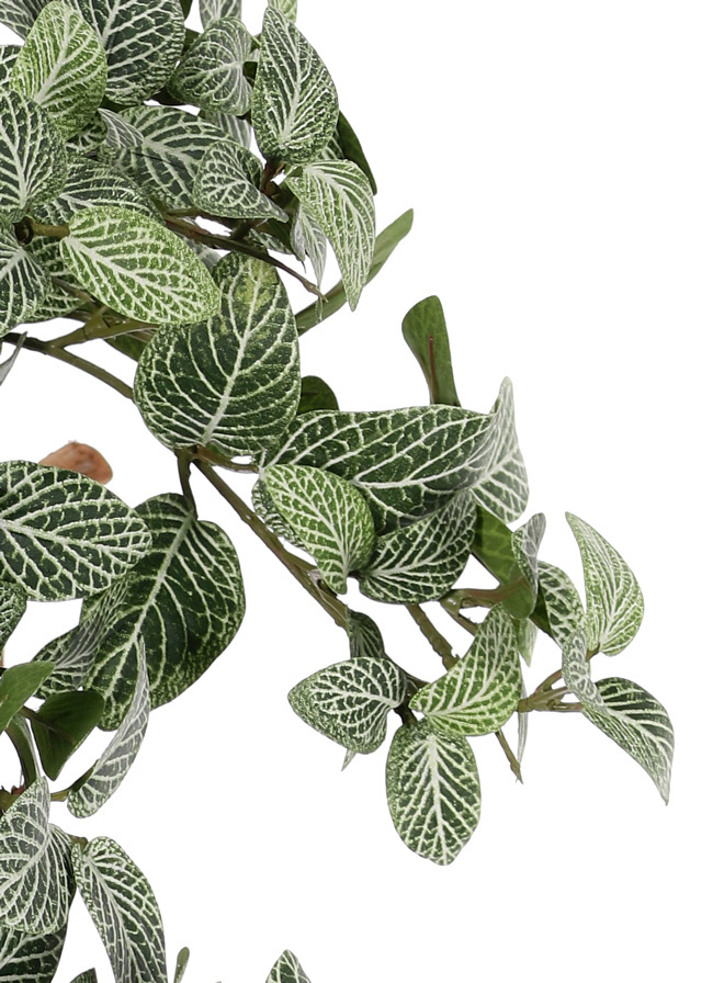 Fittoniabush (Mozaiekplant), 15 vertakkingen, 267 bladeren, FR & UV safe, 50cm