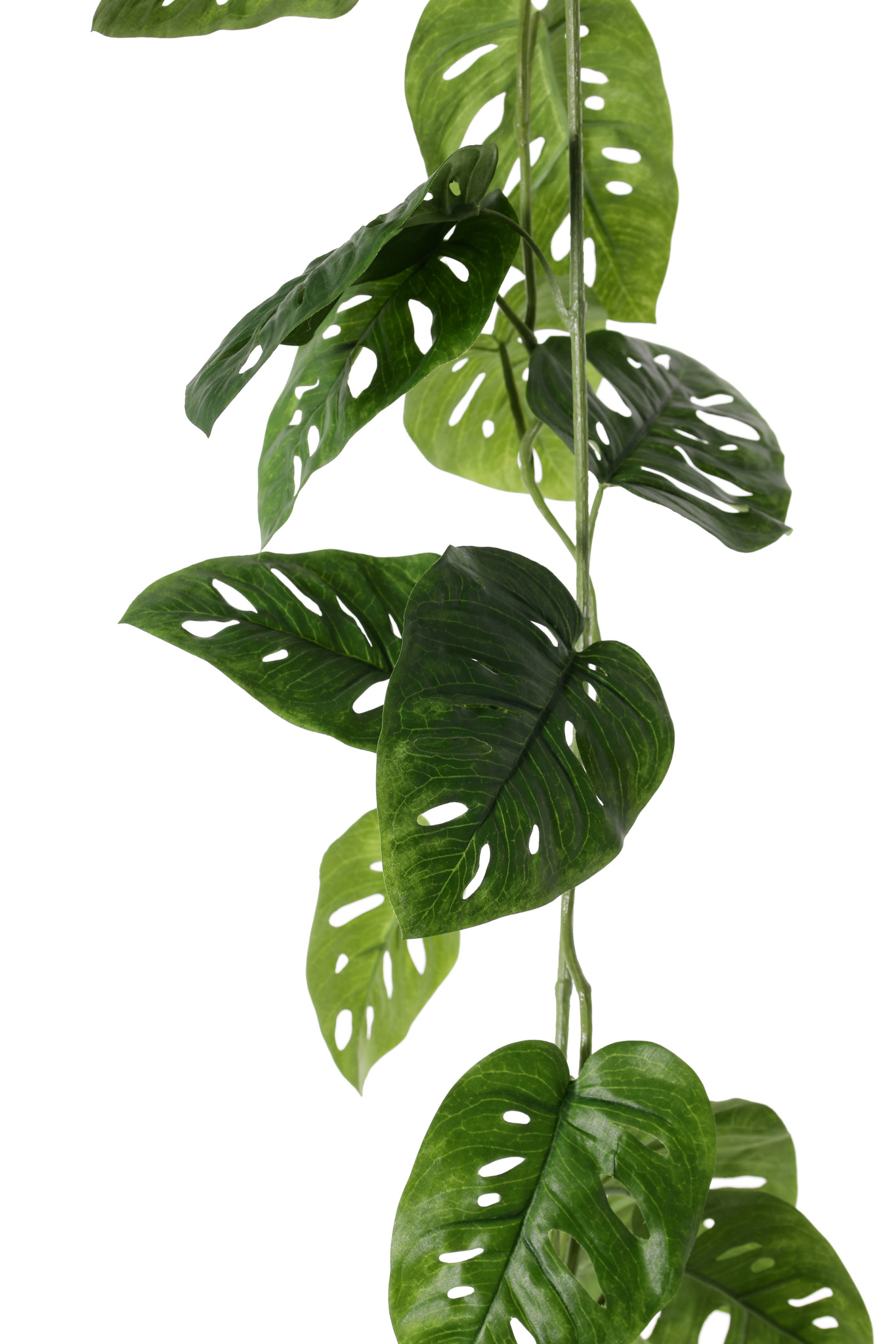 Monstera 'Monkey Leaf' guirnalda, 19 hojas, 115cm