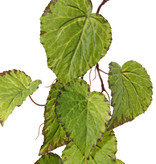Begonia (Bladbegonia) slinger, 18 bladeren, 111cm