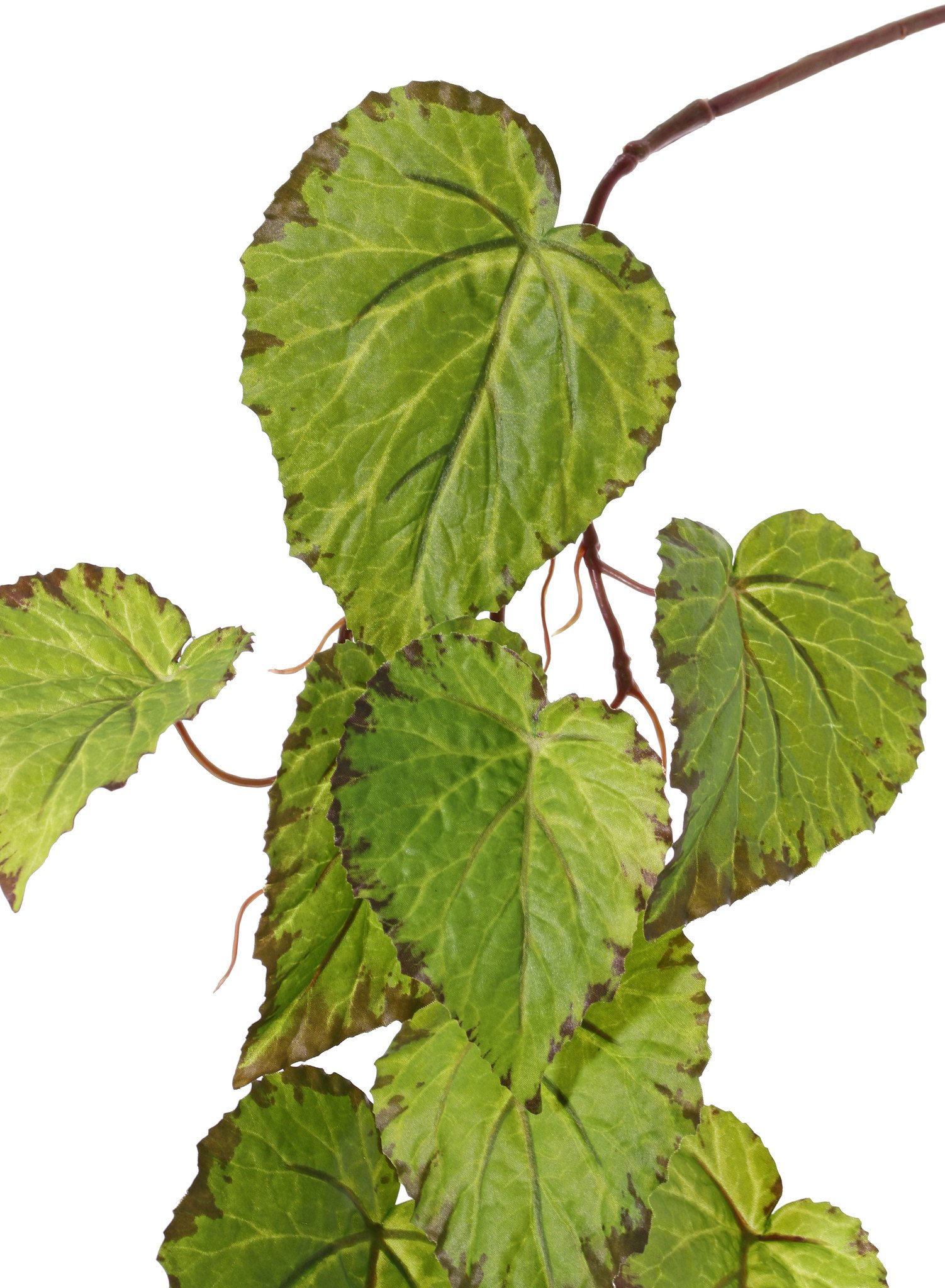 Begonia (Bladbegonia) slinger, 18 bladeren, 111cm