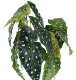 Begonia maculata, 14 bladeren, 38cm