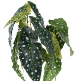 Begonia maculata (Forellenbegonie) mit 3 Verzweigungen, 14 Blätter, 38cm