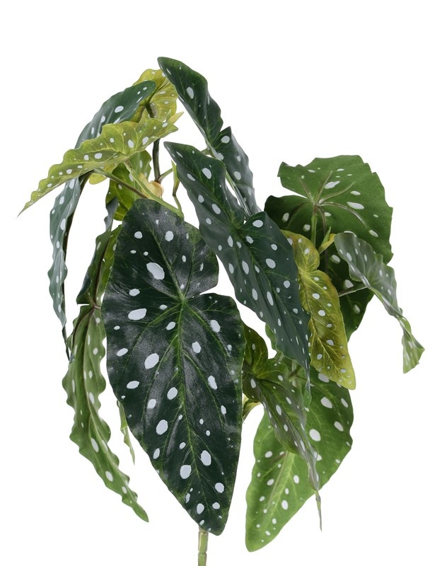 Begonia maculata (Forellenbegonie) mit 3 Verzweigungen, 14 Blätter, 38cm