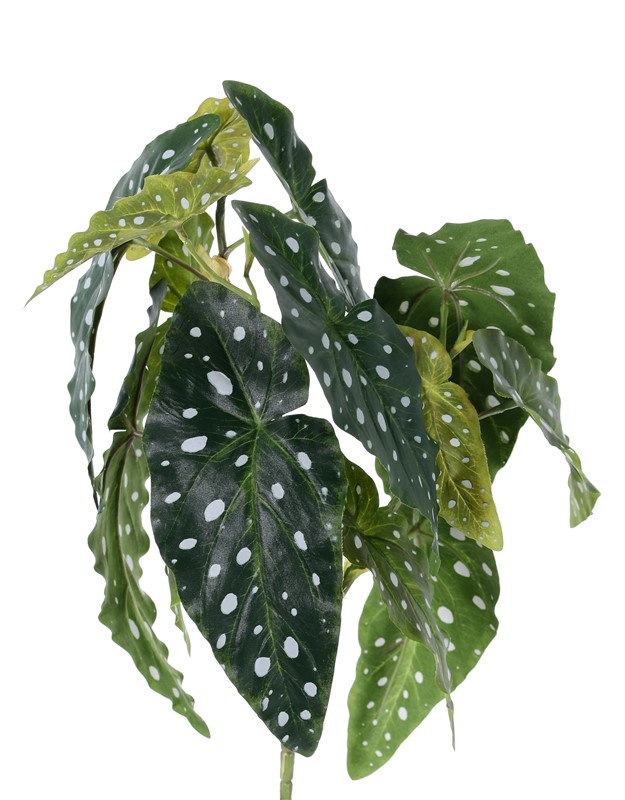 Begonia maculata (Stippenbegonia) met 3 vertakkingen, 14 bladeren, 38cm