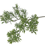 Wermut-Blattzweig, Artemisia absinthium, 25 Verzweigungen, 45cm - UV sicher