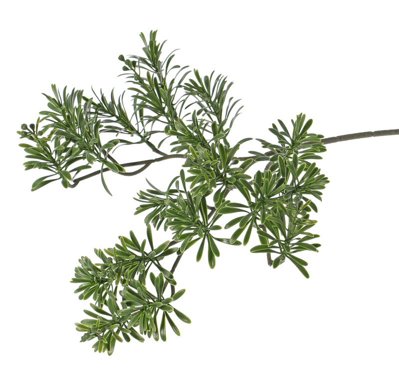 Wermut-Blattzweig, Artemisia absinthium, 25 Verzweigungen, 45cm - UV sicher