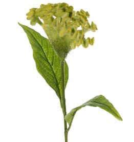 Celosia argentea 'Cristata' (Silber-Brandschopf, Hahnenkamm), Ø 13cm & 2 Blätter, 60cm