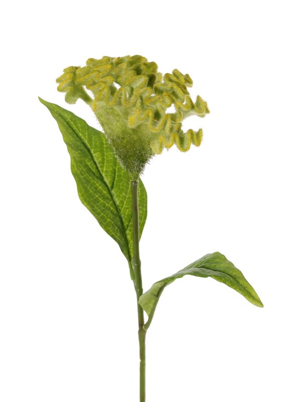 Celosia argentea 'Cristata' (plumed cockscomb), Ø 13cm & 2 lvs., 60cm