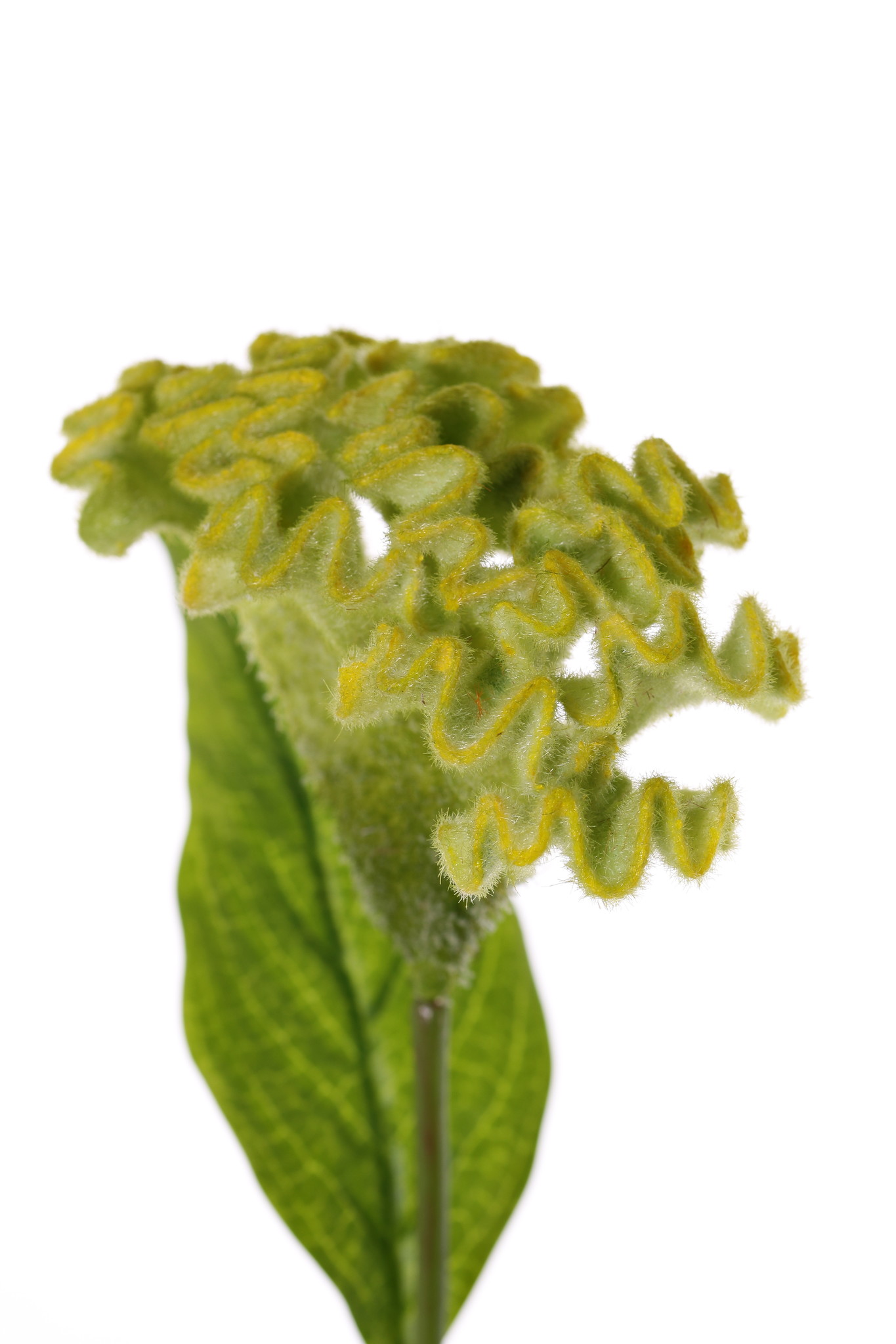 Celosia argentea 'Cristata' (plumed cockscomb), Ø 13cm & 2 lvs., 60cm