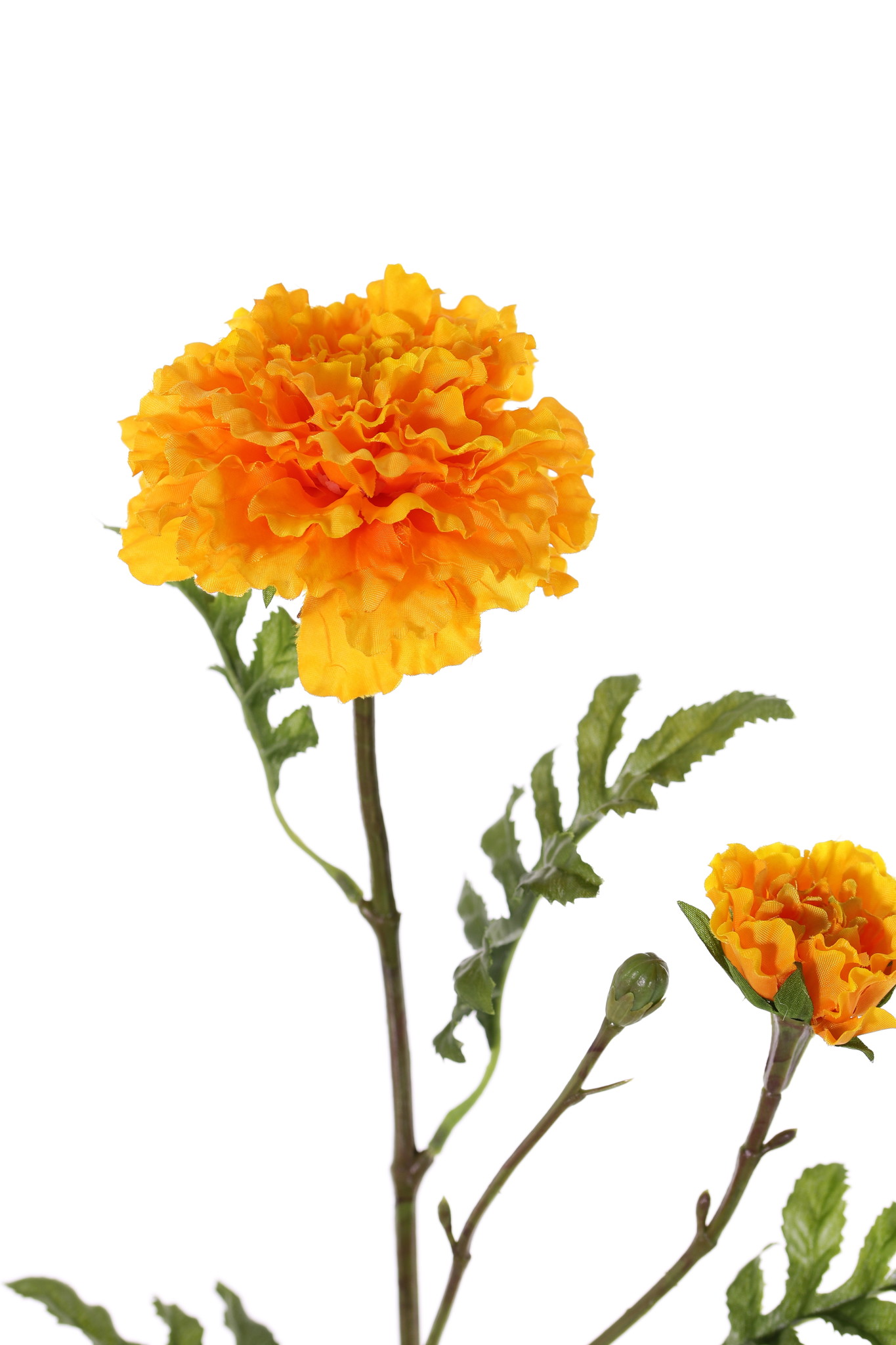 Aufrechte Studentenblume (Tagetes erecta), 2 Blumen (Ø 9cm/5cm), 1 Knospe & 25 Blätter (4sets), 63cm