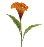 Celosia argentea 'Cristata' (Hanenkam), Ø 13cm & 2 blad, 60cm