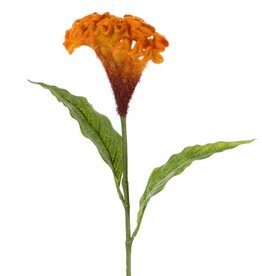 Celosia argentea 'Cristata' (plumed cockscomb), Ø 13cm & 2 lvs., 60cm