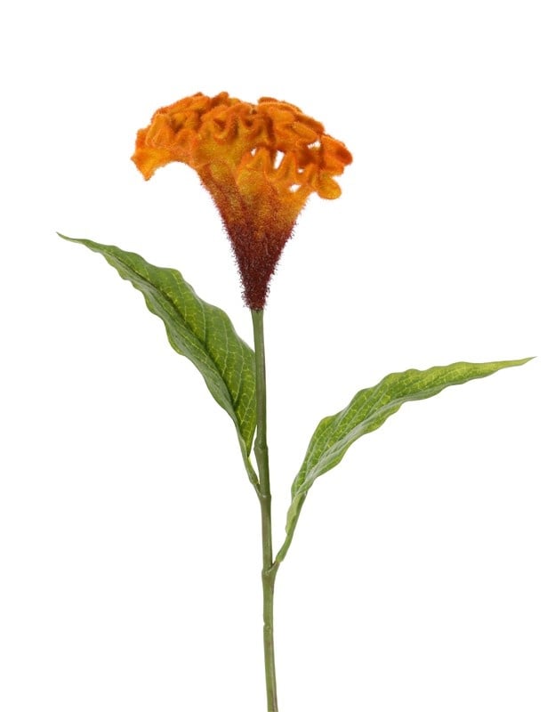 Celosia argentea 'Cristata' (la flor de amor), Ø 13cm & 2 hojas, 60cm