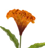 Celosia argentea 'Cristata' (la flor de amor), Ø 13cm & 2 hojas, 60cm