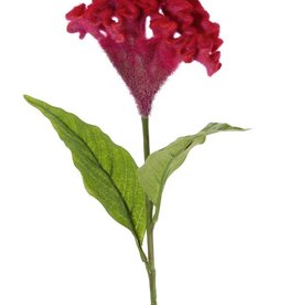 Celosia argentea 'Cristata' (plumed cockscomb), Ø 13cm & 2 lvs., 60cm