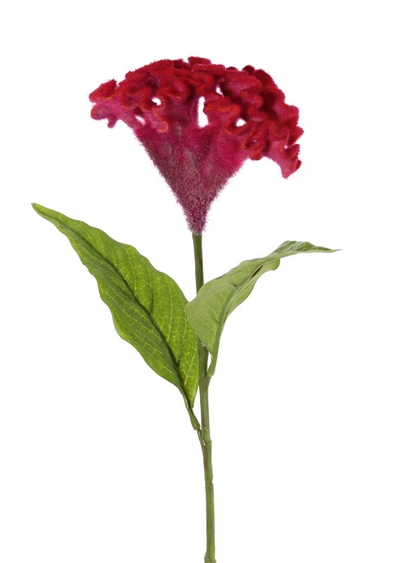 Celosia argentea 'Cristata' (plumed cockscomb), Ø 13cm & 2 lvs., 60cm