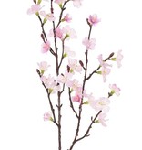 Sakura-Blütenzweig (Prunus jamasakura), 2 Verzweigungen, 36 Blüten, 8 Knospen, 76cm