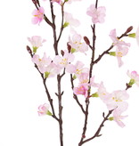 Sakura-Blütenzweig (Prunus jamasakura), 2 Verzweigungen, 36 Blüten, 8 Knospen, 76cm