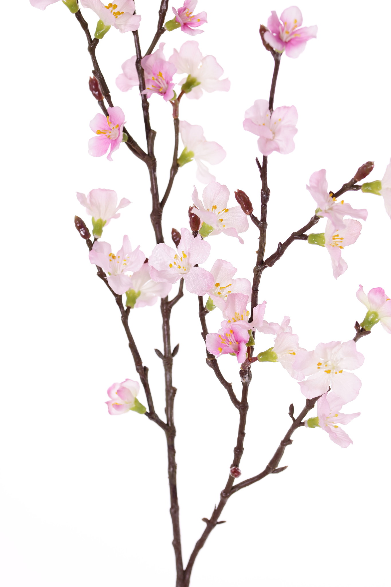 Sakura-Blütenzweig (Prunus jamasakura), 2 Verzweigungen, 36 Blüten, 8 Knospen, 76cm