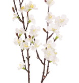 Sakura-Blütenzweig (Prunus jamasakura), 2 Verzweigungen, 36 Blüten, 8 Knospen, 76cm