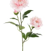 Peony "Gaia" with 2 flowers (Ø 13 and Ø 10cm), 1 bud & 16 lvs., 73cm