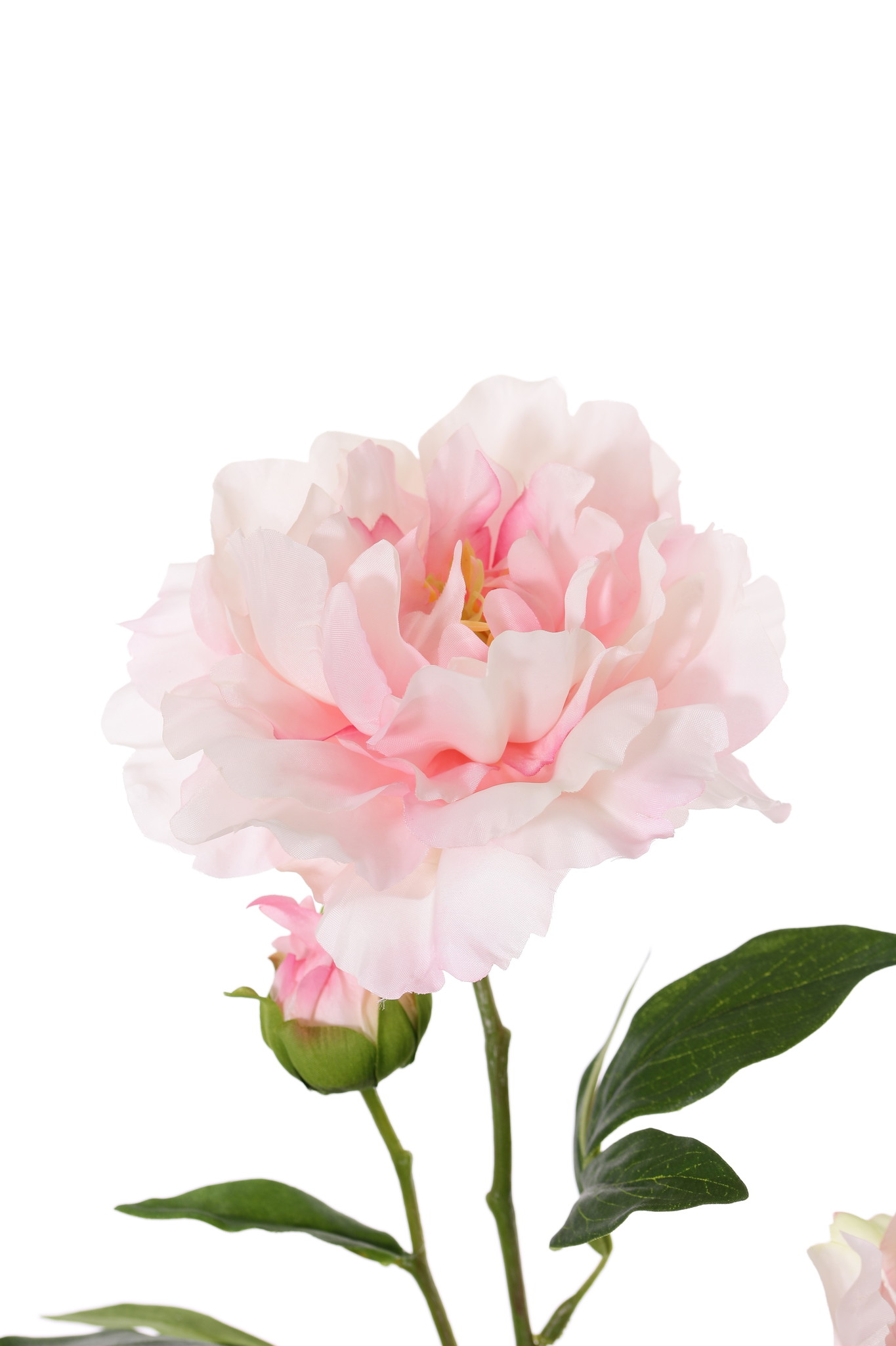 Peony "Gaia" with 2 flowers (Ø 13 and Ø 10cm), 1 bud & 16 lvs., 73cm