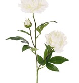 Peony "Gaia" with 2 flowers (Ø 13 and Ø 10cm), 1 bud & 16 lvs., 73cm