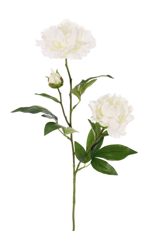 Peony "Gaia" with 2 flowers (Ø 13 and Ø 10cm), 1 bud & 16 lvs., 73cm