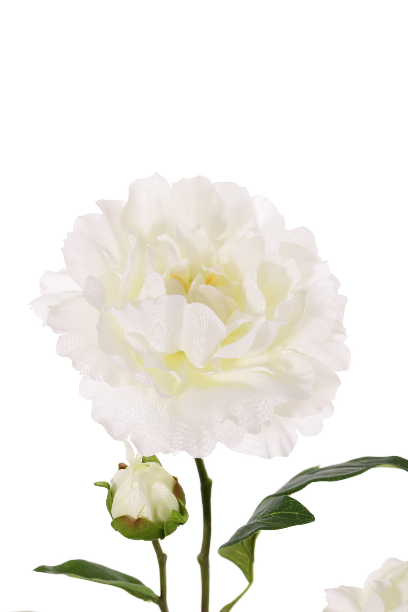 Peony "Gaia" with 2 flowers (Ø 13 and Ø 10cm), 1 bud & 16 lvs., 73cm