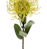 Leucospermum cordifolium, Ø 12cm, 9 hojas, 53cm