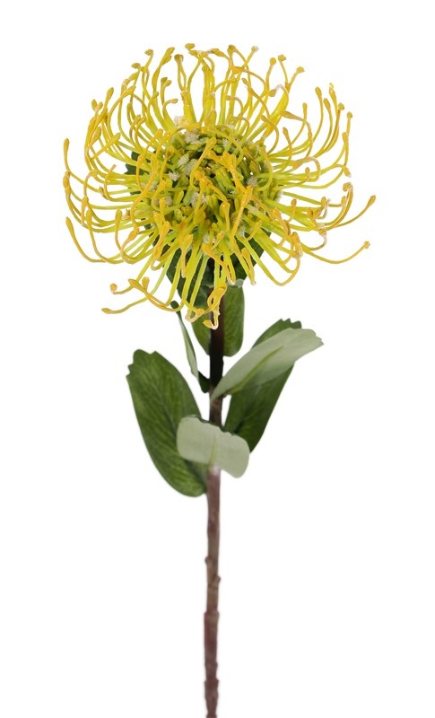 Leucospermum cordifolium (Nadelkissen), Ø 12cm, 9 Blätter, 53cm