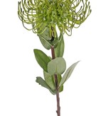 Leucospermum cordifolium (Speldenkussen), 1 bloem, Ø 12cm, 9 blad, 53cm