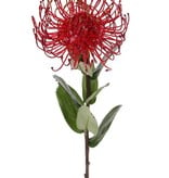 Leucospermum cordifolium (Nadelkissen), Ø 12cm, 9 Blätter, 53cm