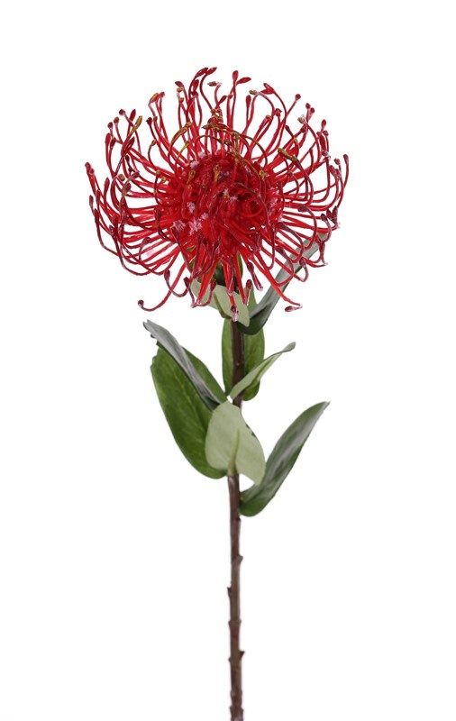 Leucospermum cordifolium, Ø 12cm, 9 hojas, 53cm