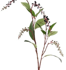 Amerikanische Kermesbeere (Phytolacca americana), 2 Verzweigungen, mit Beerenbündel u. 11 Blätter, 96cm