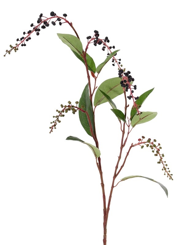 American pokeweed (Phytolacca americana), with clusters of berries, 11 lvs., 96cm