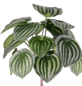 Peperomia argyreia (watermelon peperomia or watermelon begonia) 17 lvs., 25cm