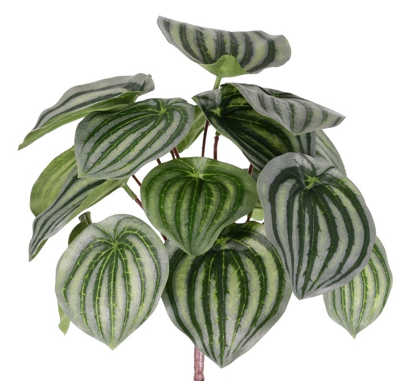 Peperomia argyreia (watermelon peperomia or watermelon begonia) 17 lvs., 25cm