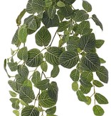 Fittonia (nerve plant), 'Top Green', 178 lvs., FR & UVsafe, 75cm