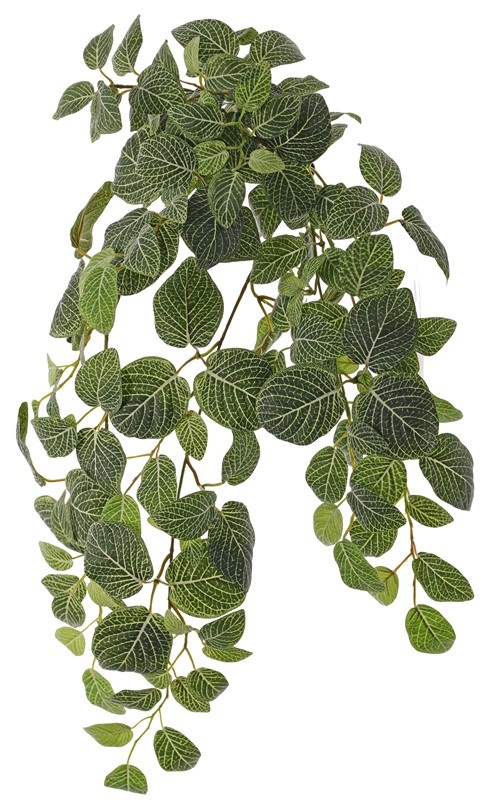 Fittonia, 'Top Green', 178 hojas, resistente del fuego y de rayos UV, 75cm